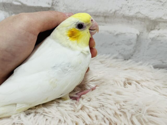 オカメインコ