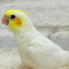 【最新画像更新🪄】素敵な黄色い冠つけて👑✨オカメインコ(ルチノー) ヒナ