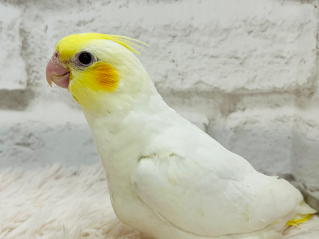 【最新画像更新🪄】素敵な黄色い冠つけて👑✨オカメインコ(ルチノー) ヒナ