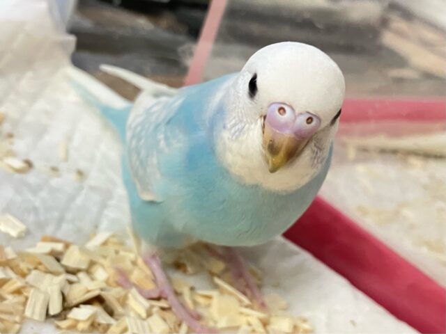 ✨最新画像✨ホワイトサイダー！タピeyeちゃん🧋セキセイインコ(ブルースパングル2024年9月生まれ)