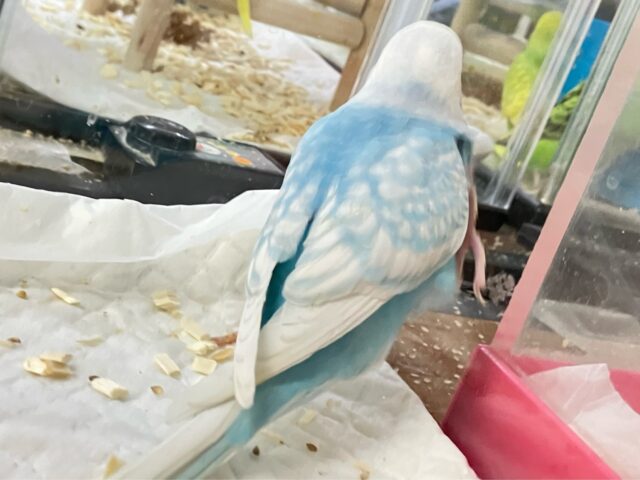 セキセイインコ