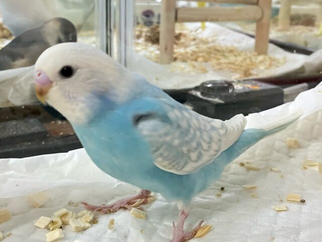 セキセイインコ