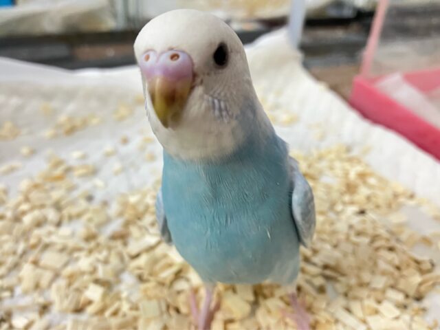 セキセイインコ