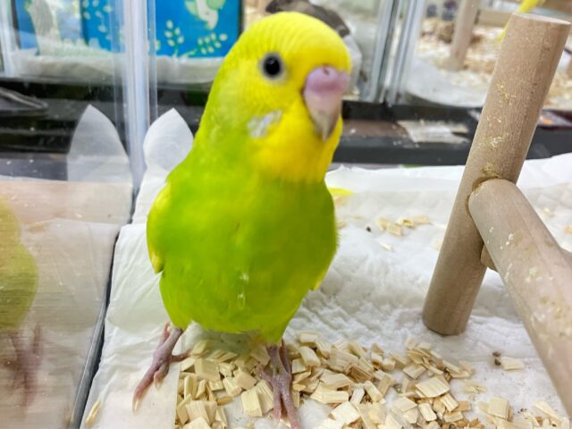 セキセイインコ