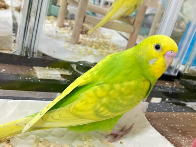 セキセイインコ