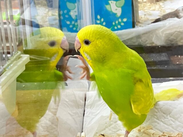 ✨最新画像✨黄色味強みっ💛ྀི好奇心あふれるぅ𖤐ﾐセキセイインコ(スパングル2024年9月生まれ)