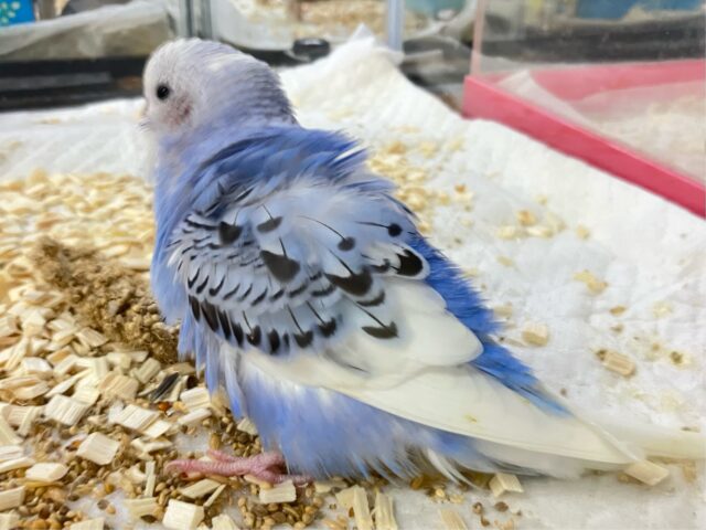 セキセイインコ