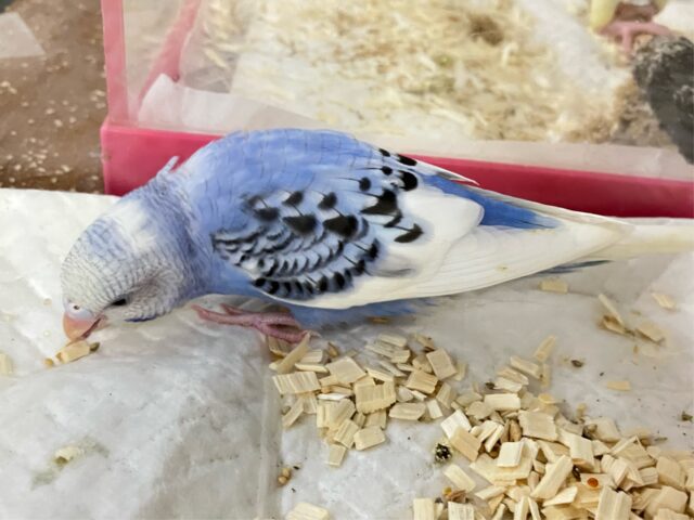 セキセイインコ