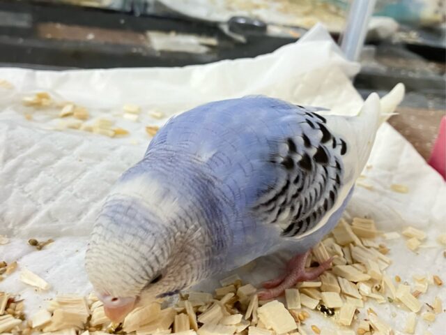 セキセイインコ