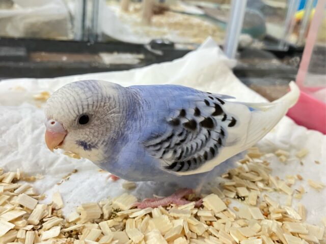 セキセイインコ