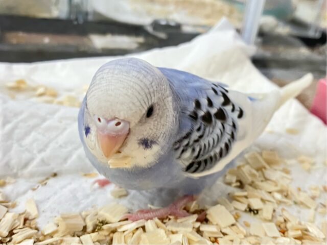 ✨最新画像✨モチきゅるなヨーグルトっ🫐🥣✩.*˚セキセイインコ(パイド2024年9月生まれ)