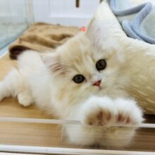 超ホヤホヤ最新画像✨可愛すぎてノックアウト！？フォールデックスくん！