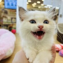 美しいお顔と声に酔いしれる♥ラグドールちゃん！