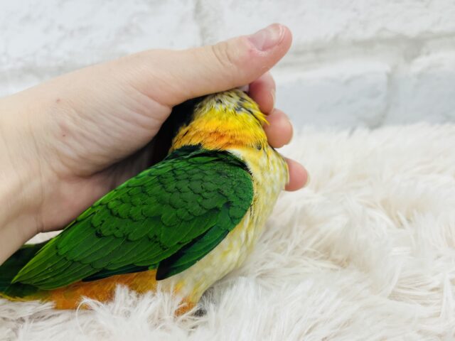 ズグロシロハラインコ