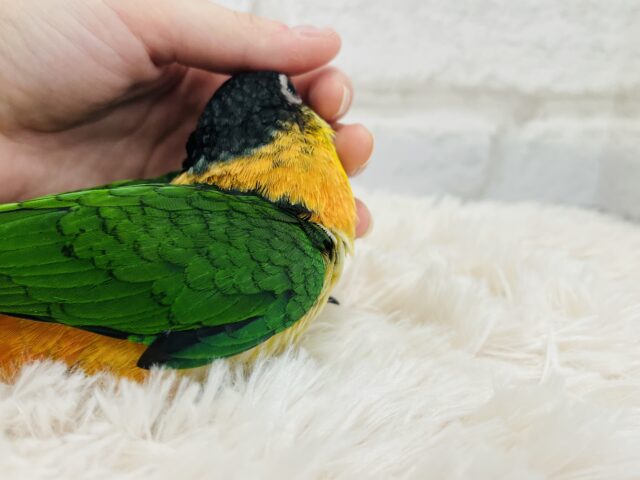 ズグロシロハラインコ