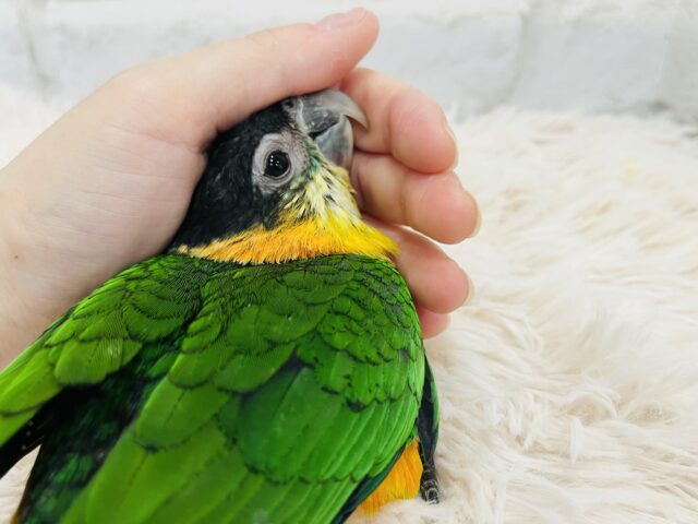 ズグロシロハラインコ