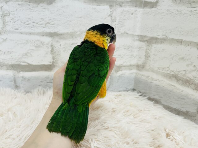 ズグロシロハラインコ