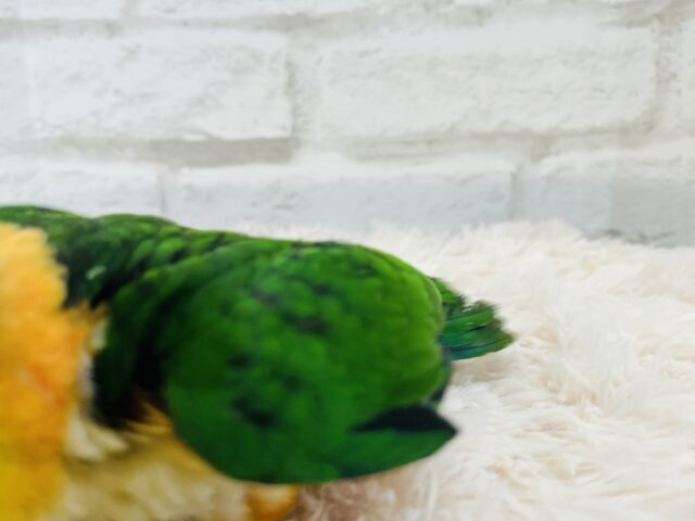 ズグロシロハラインコ