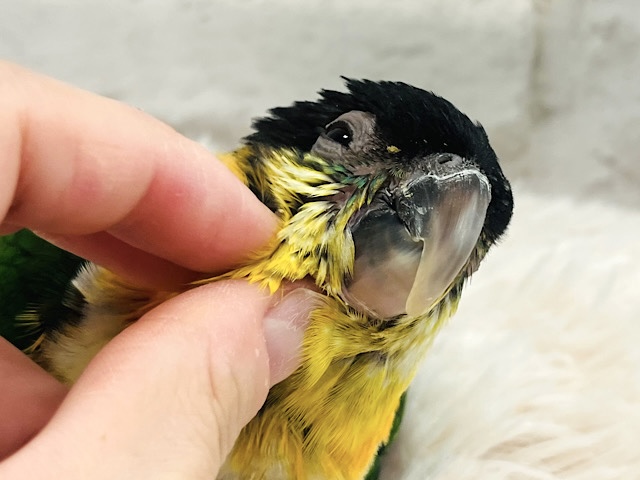 【最新画像更新🪄】心が通じあったらメロメロです♡ズグロシロハラインコ ヒナ