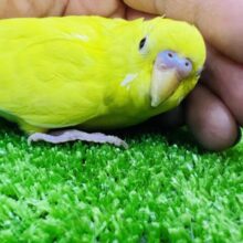 11/30更新☆不思議な模様⁈真っ黒お目目( Ꙭ)セキセイインコ(黄・ダブルファクター)❤