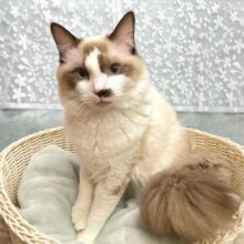 🐈最新画像🐾青い瞳🔵ラグドール(シールポイントバイカラー)男の子2024年3月1日生まれ