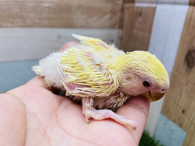 コザクラインコ（小桜インコ）