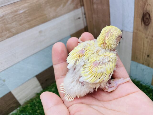 コザクラインコ（小桜インコ）