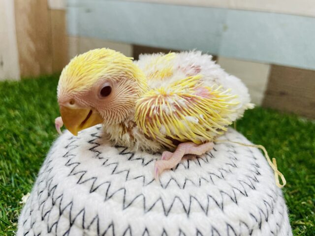 コザクラインコ（小桜インコ）