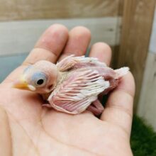 ピンクのお肌が見え隠れする美白ちゃん✨白文鳥！！