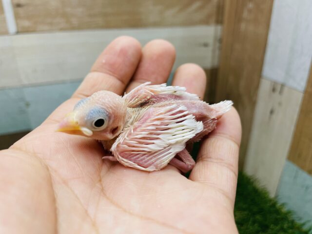 ピンクのお肌が見え隠れする美白ちゃん✨白文鳥！！