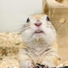 【画像更新🪄】残り1匹（女の子）になりました❣️リチャードソンジリスの季節がやって来ました！！