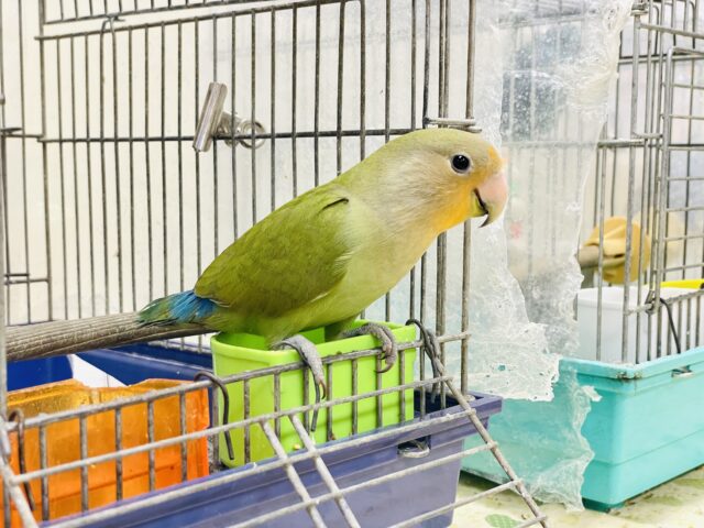 コザクラインコ（小桜インコ）