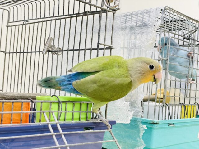 コザクラインコ（小桜インコ）