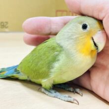 【最新画像🪄カゴデビューしました⭐︎】夕焼けの空のようなお顔が魅力💛コザクラインコ（オレンジフェイス）ヒナ