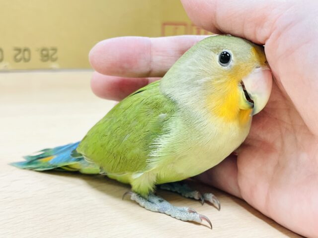 【最新画像🪄カゴデビューしました⭐︎】夕焼けの空のようなお顔が魅力💛コザクラインコ（オレンジフェイス）ヒナ