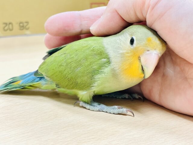 コザクラインコ（小桜インコ）