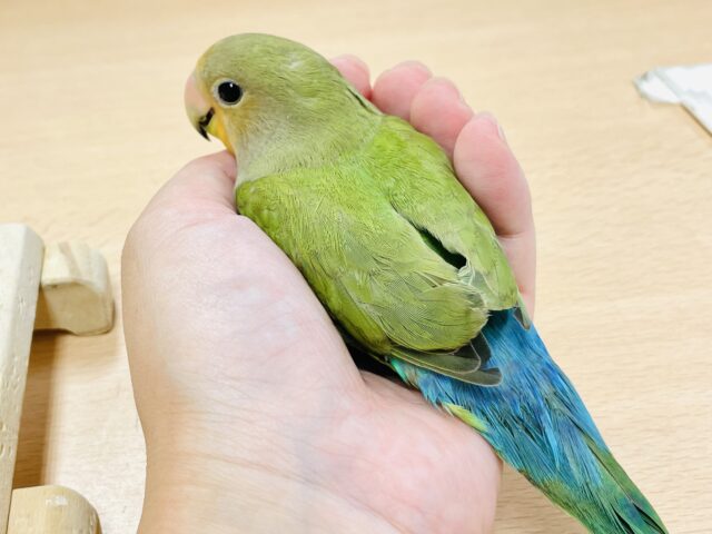 コザクラインコ（小桜インコ）