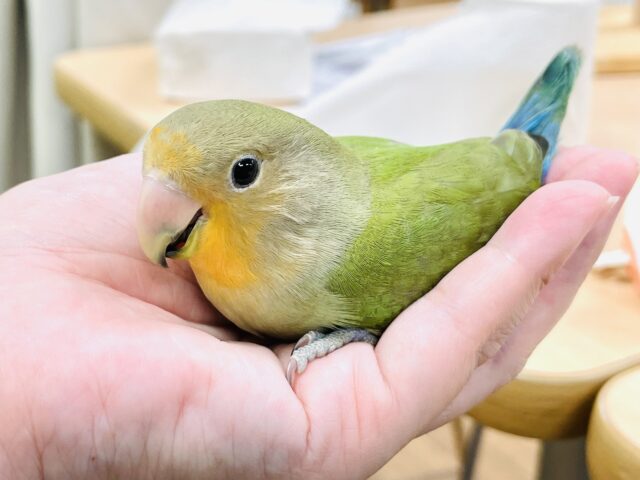 コザクラインコ（小桜インコ）