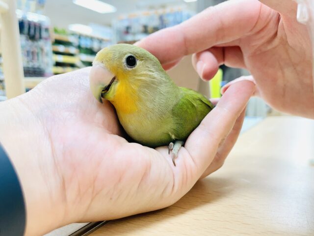 コザクラインコ（小桜インコ）