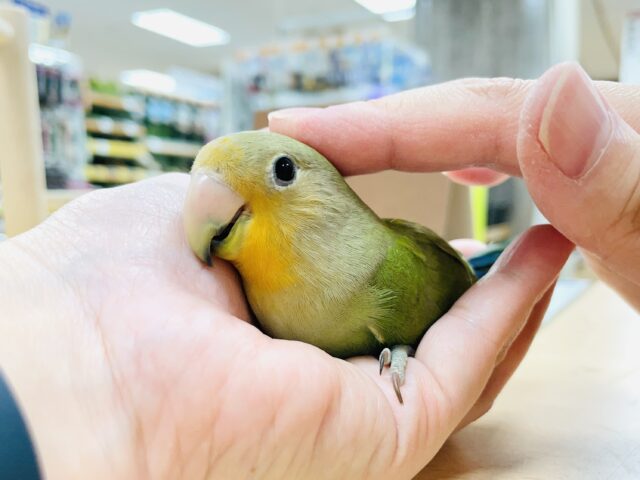 コザクラインコ（小桜インコ）