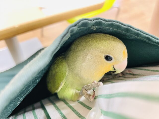 コザクラインコ（小桜インコ）