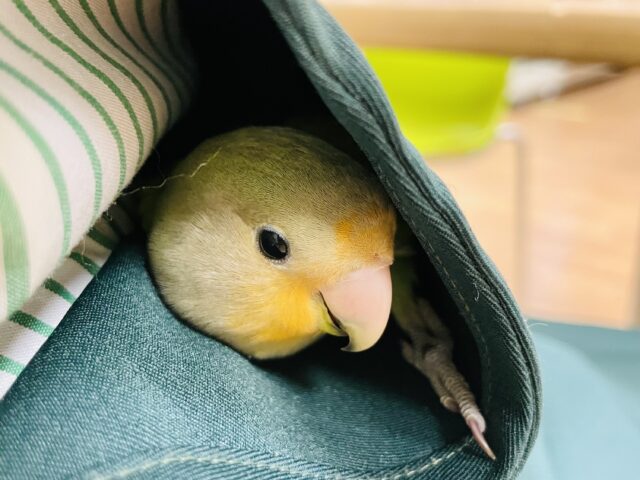 コザクラインコ（小桜インコ）