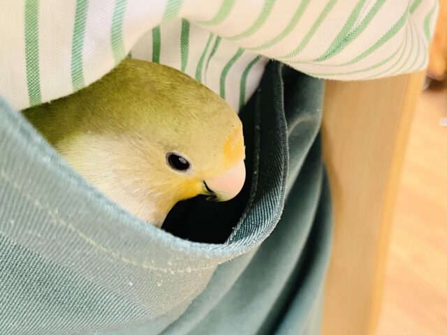 コザクラインコ（小桜インコ）