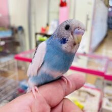 手乗りが上手にできちゃう甘えん坊さん🥰セキセイインコのパイド！！