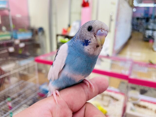 手乗りが上手にできちゃう甘えん坊さん🥰セキセイインコのパイド！！