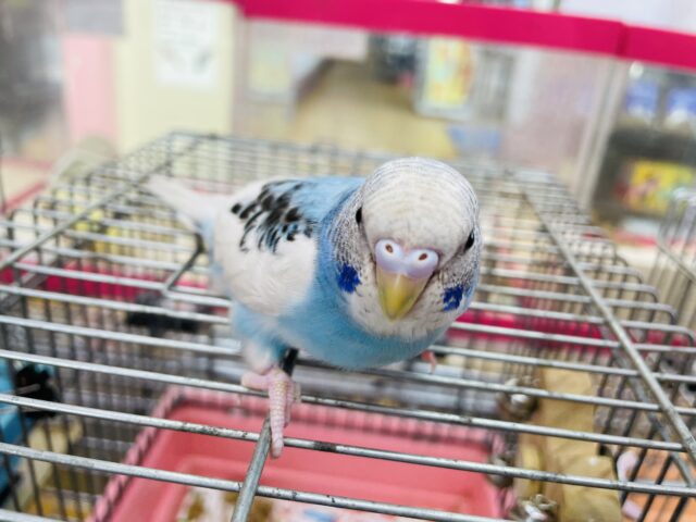 セキセイインコ