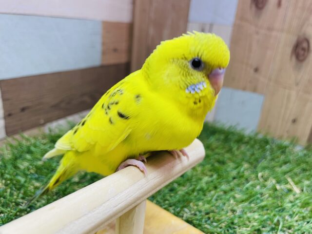 セキセイインコ