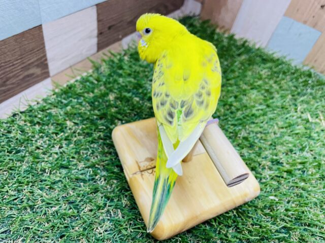 セキセイインコ