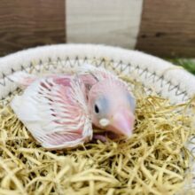 ピンクのお肌が見え隠れして可愛いだす💕白文鳥のヒナ！！