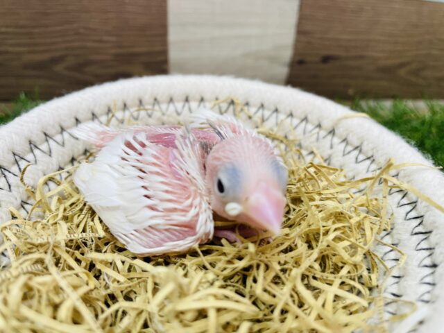 ピンクのお肌が見え隠れして可愛いだす💕白文鳥のヒナ！！